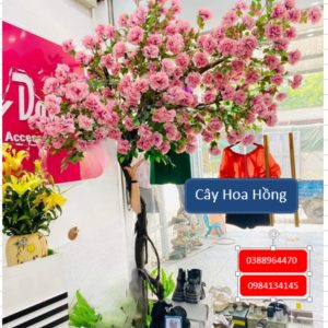 Cây hoa hồng